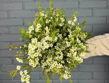 На складе новое поступление! Срезанные цветы